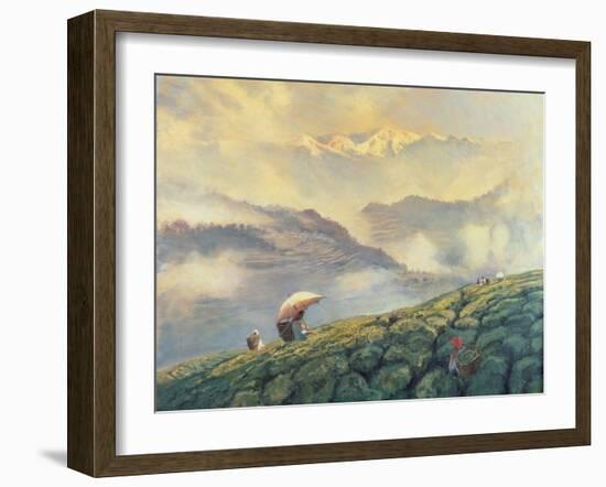 Tea Picking, Darjeeling, India, 1999-Tim Scott Bolton-Framed Giclee Print