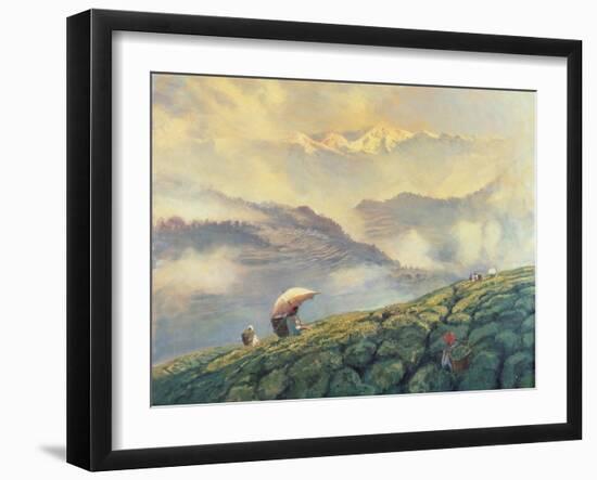 Tea Picking, Darjeeling, India, 1999-Tim Scott Bolton-Framed Giclee Print