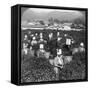 Tea-Picking in Uji, Japan, 1904-Underwood & Underwood-Framed Stretched Canvas