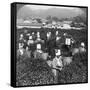 Tea-Picking in Uji, Japan, 1904-Underwood & Underwood-Framed Stretched Canvas