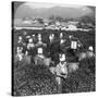 Tea-Picking in Uji, Japan, 1904-Underwood & Underwood-Stretched Canvas