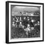 Tea-Picking in Uji, Japan, 1904-Underwood & Underwood-Framed Photographic Print