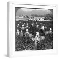 Tea-Picking in Uji, Japan, 1904-Underwood & Underwood-Framed Photographic Print