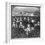 Tea-Picking in Uji, Japan, 1904-Underwood & Underwood-Framed Photographic Print