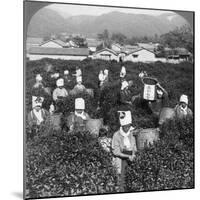 Tea-Picking in Uji, Japan, 1904-Underwood & Underwood-Mounted Photographic Print