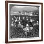 Tea-Picking in Uji, Japan, 1904-Underwood & Underwood-Framed Photographic Print