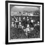 Tea-Picking in Uji, Japan, 1904-Underwood & Underwood-Framed Photographic Print