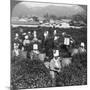 Tea-Picking in Uji, Japan, 1904-Underwood & Underwood-Mounted Photographic Print