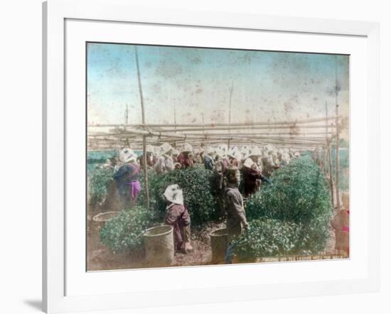 Tea Picking, Japan-null-Framed Giclee Print