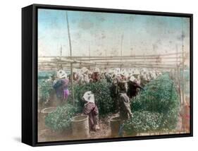 Tea Picking, Japan-null-Framed Stretched Canvas