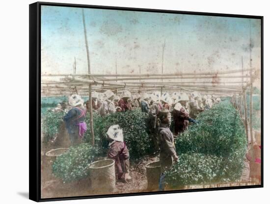 Tea Picking, Japan-null-Framed Stretched Canvas