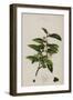 Tea Plant-null-Framed Giclee Print