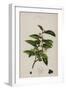 Tea Plant-null-Framed Giclee Print