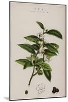 Tea Plant-null-Mounted Giclee Print