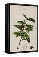 Tea Plant-null-Framed Stretched Canvas