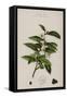 Tea Plant-null-Framed Stretched Canvas