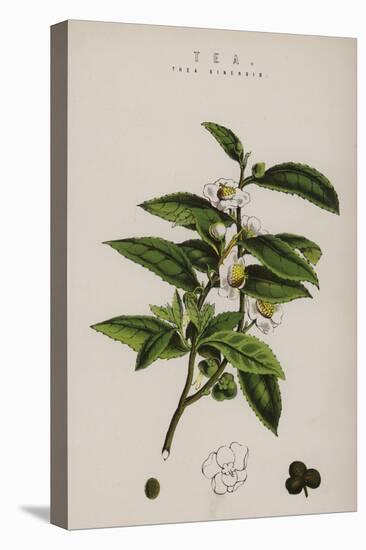 Tea Plant-null-Stretched Canvas