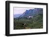 Tea Plantation and Factory, North of Nuwara Eliya, Central Sri Lanka, 20th century-CM Dixon-Framed Photographic Print