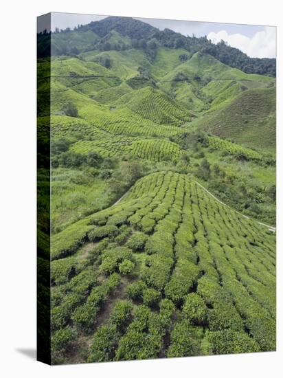 Tea Plantation, Boh Sungai Palas Tea Estate, Cameron Highlands, Perak State, Malaysia-Christian Kober-Stretched Canvas