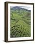 Tea Plantation, Boh Sungai Palas Tea Estate, Cameron Highlands, Perak State, Malaysia-Christian Kober-Framed Photographic Print