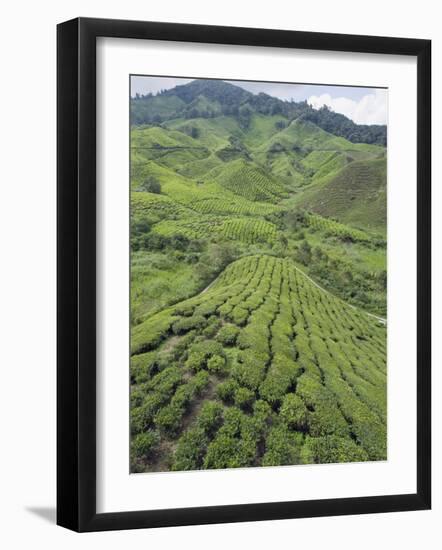 Tea Plantation, Boh Sungai Palas Tea Estate, Cameron Highlands, Perak State, Malaysia-Christian Kober-Framed Photographic Print