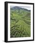 Tea Plantation, Boh Sungai Palas Tea Estate, Cameron Highlands, Perak State, Malaysia-Christian Kober-Framed Photographic Print