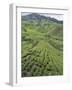 Tea Plantation, Boh Sungai Palas Tea Estate, Cameron Highlands, Perak State, Malaysia-Christian Kober-Framed Photographic Print