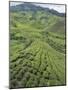 Tea Plantation, Boh Sungai Palas Tea Estate, Cameron Highlands, Perak State, Malaysia-Christian Kober-Mounted Photographic Print