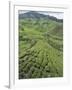 Tea Plantation, Boh Sungai Palas Tea Estate, Cameron Highlands, Perak State, Malaysia-Christian Kober-Framed Photographic Print