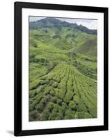 Tea Plantation, Boh Sungai Palas Tea Estate, Cameron Highlands, Perak State, Malaysia-Christian Kober-Framed Photographic Print