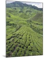 Tea Plantation, Boh Sungai Palas Tea Estate, Cameron Highlands, Perak State, Malaysia-Christian Kober-Mounted Photographic Print