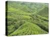 Tea Plantation, Cameron Highlands, Perak, Malaysia, Southeast Asia, Asia-Jochen Schlenker-Stretched Canvas