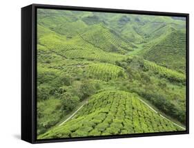 Tea Plantation, Cameron Highlands, Perak, Malaysia, Southeast Asia, Asia-Jochen Schlenker-Framed Stretched Canvas