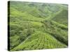 Tea Plantation, Cameron Highlands, Perak, Malaysia, Southeast Asia, Asia-Jochen Schlenker-Stretched Canvas