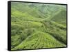 Tea Plantation, Cameron Highlands, Perak, Malaysia, Southeast Asia, Asia-Jochen Schlenker-Framed Stretched Canvas