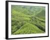 Tea Plantation, Cameron Highlands, Perak, Malaysia, Southeast Asia, Asia-Jochen Schlenker-Framed Photographic Print