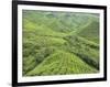 Tea Plantation, Cameron Highlands, Perak, Malaysia, Southeast Asia, Asia-Jochen Schlenker-Framed Photographic Print