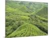 Tea Plantation, Cameron Highlands, Perak, Malaysia, Southeast Asia, Asia-Jochen Schlenker-Mounted Photographic Print