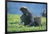 Tea Plantation, Harvest, Uganda, Kiamara-null-Framed Giclee Print