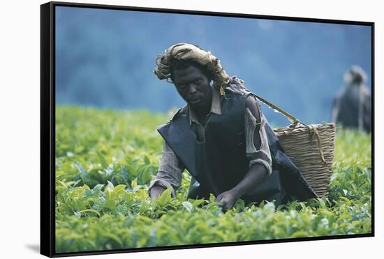 Tea Plantation, Harvest, Uganda, Kiamara-null-Framed Stretched Canvas