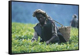 Tea Plantation, Harvest, Uganda, Kiamara-null-Framed Stretched Canvas