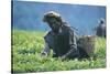 Tea Plantation, Harvest, Uganda, Kiamara-null-Stretched Canvas