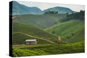 Tea Plantation in the Mountains of Southern Uganda, East Africa, Africa-Michael-Stretched Canvas