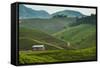 Tea Plantation in the Mountains of Southern Uganda, East Africa, Africa-Michael-Framed Stretched Canvas