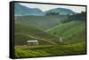 Tea Plantation in the Mountains of Southern Uganda, East Africa, Africa-Michael-Framed Stretched Canvas