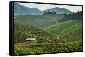 Tea Plantation in the Mountains of Southern Uganda, East Africa, Africa-Michael-Framed Stretched Canvas