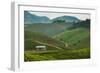 Tea Plantation in the Mountains of Southern Uganda, East Africa, Africa-Michael-Framed Photographic Print