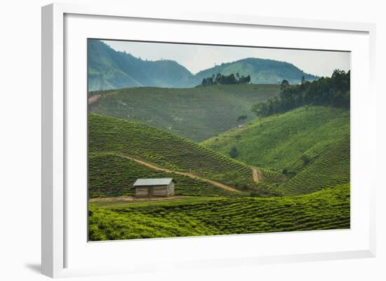 Tea Plantation in the Mountains of Southern Uganda, East Africa, Africa-Michael-Framed Photographic Print