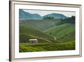 Tea Plantation in the Mountains of Southern Uganda, East Africa, Africa-Michael-Framed Photographic Print