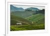 Tea Plantation in the Mountains of Southern Uganda, East Africa, Africa-Michael-Framed Photographic Print